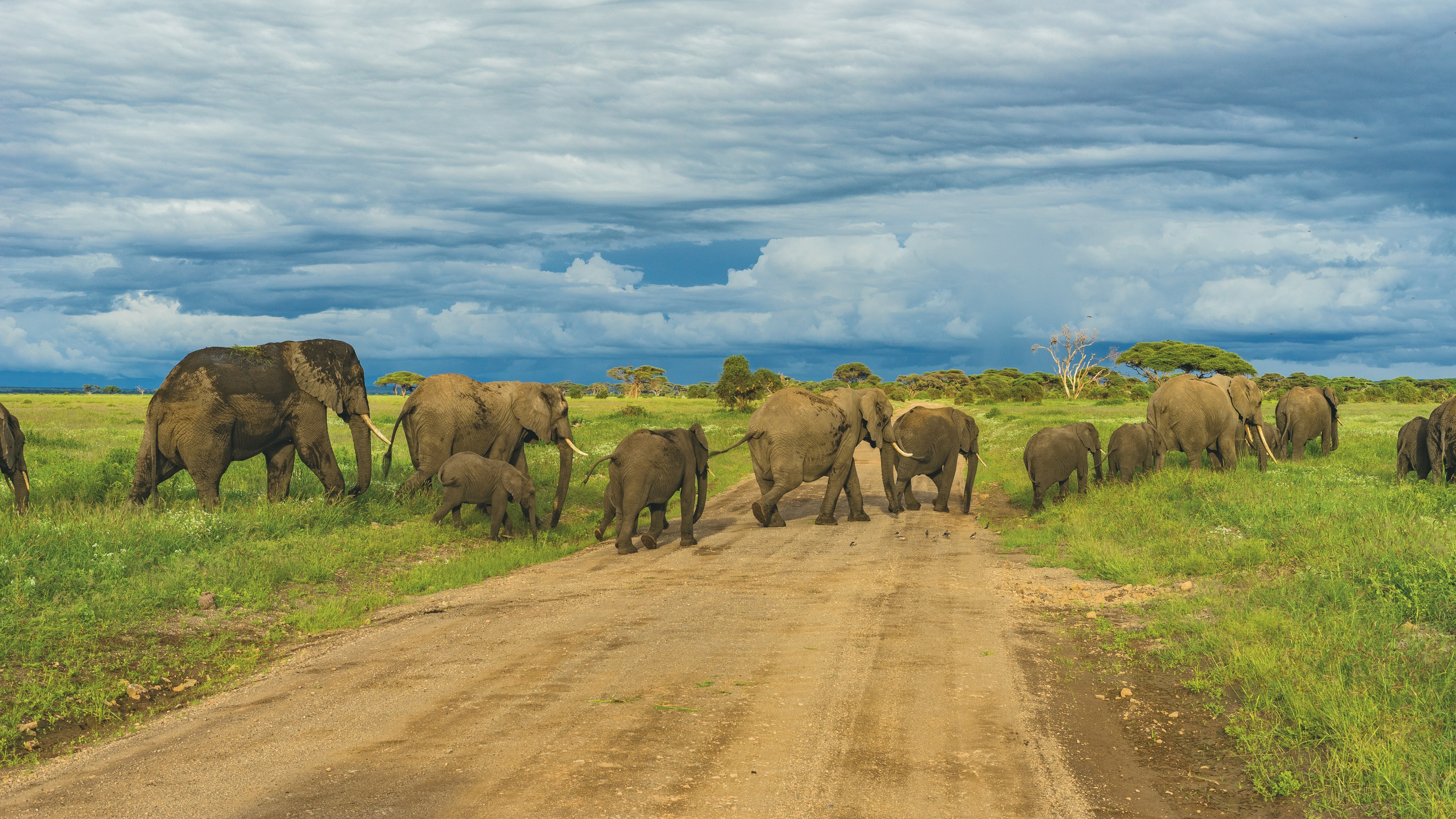Tanzania Safari Banner