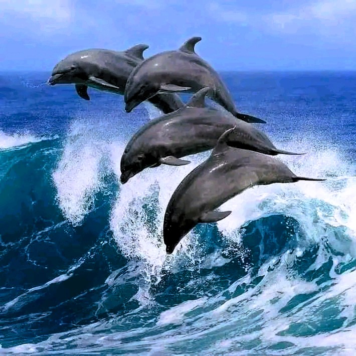 Mnemba Island Dolphin and Snorkeling Tour