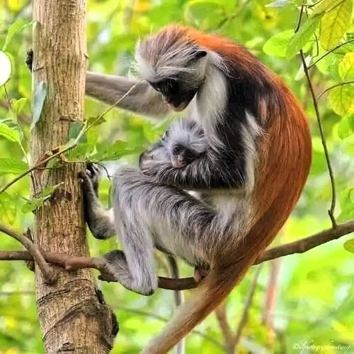 Red Colobus monkeys in forest