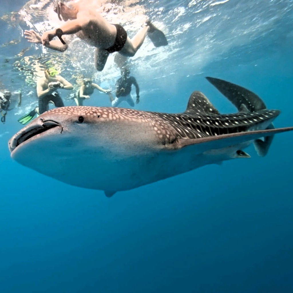 Mafias Whale Shark Day Trip