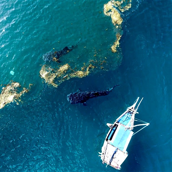 Diving with whale sharks at Mafia Island