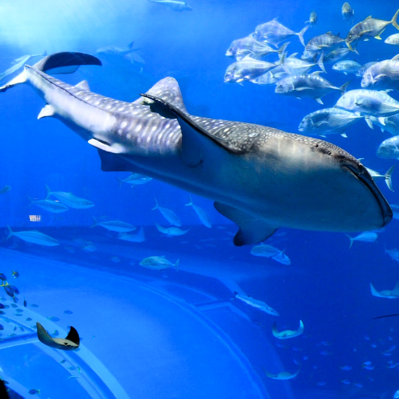 Whale shark swimming in Mafia Island waters