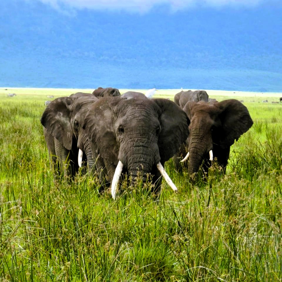 Mikumi National Park savannah landscape with grazing giraffes