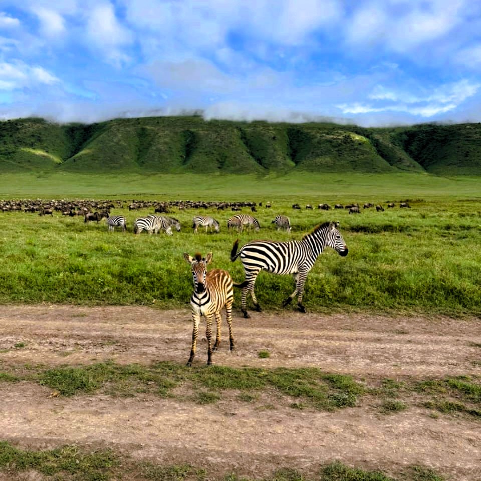 Safari vehicle on a game drive in Mikumi National Park