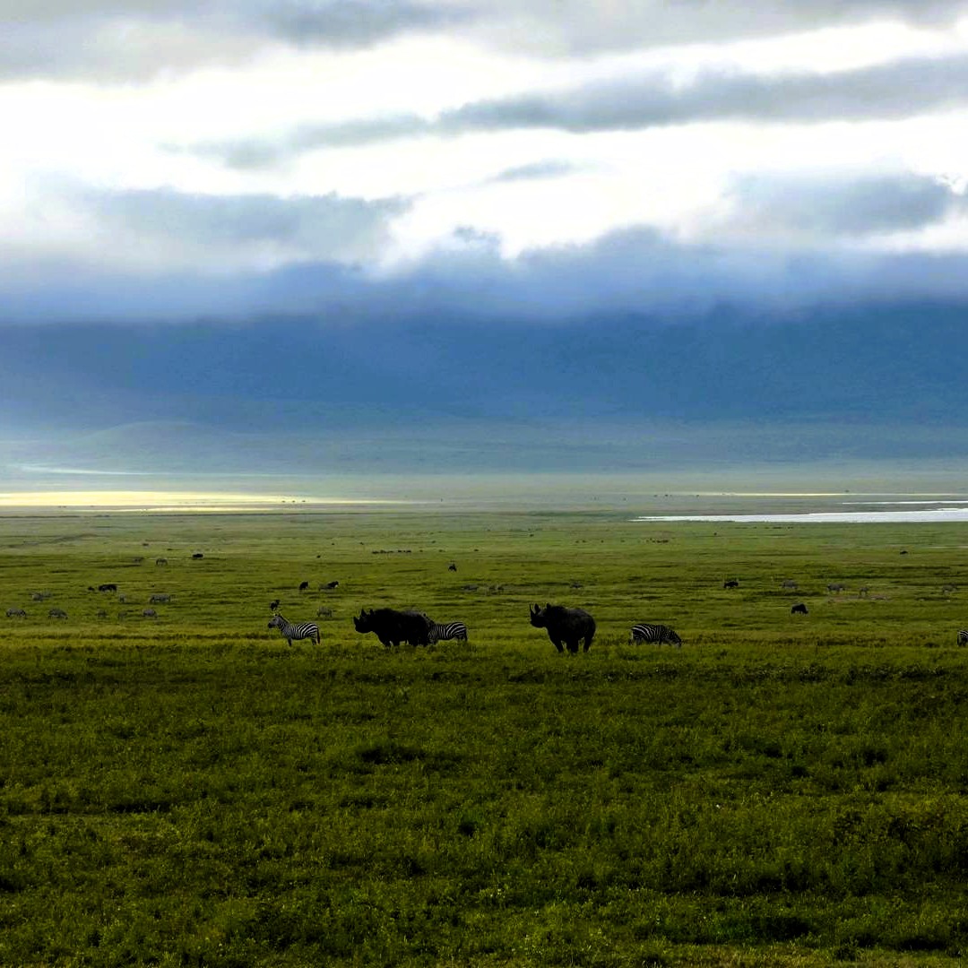 Elephants near a watering hole in Mikumi National Park