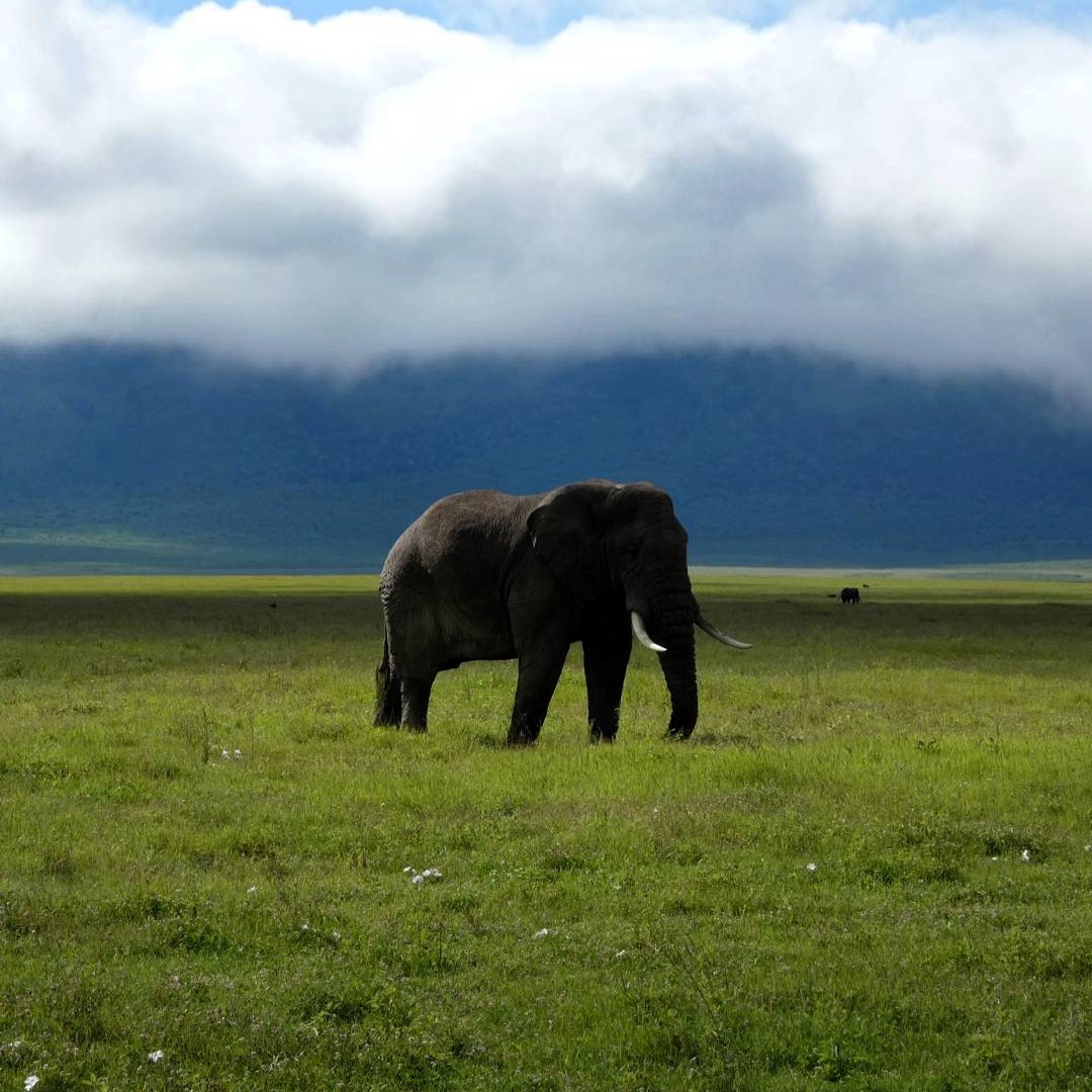 Mikumi National Park wildlife safari landscape with elephants and savannahs