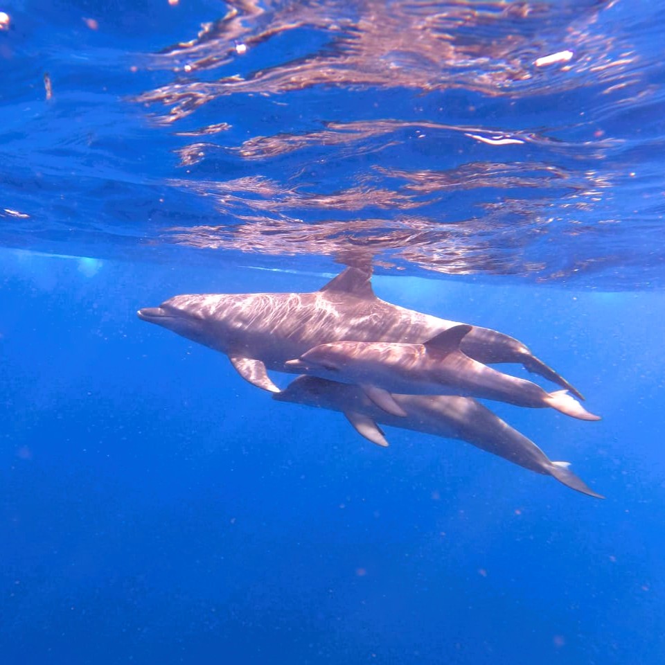Swimming with dolphins at Mnemba Island