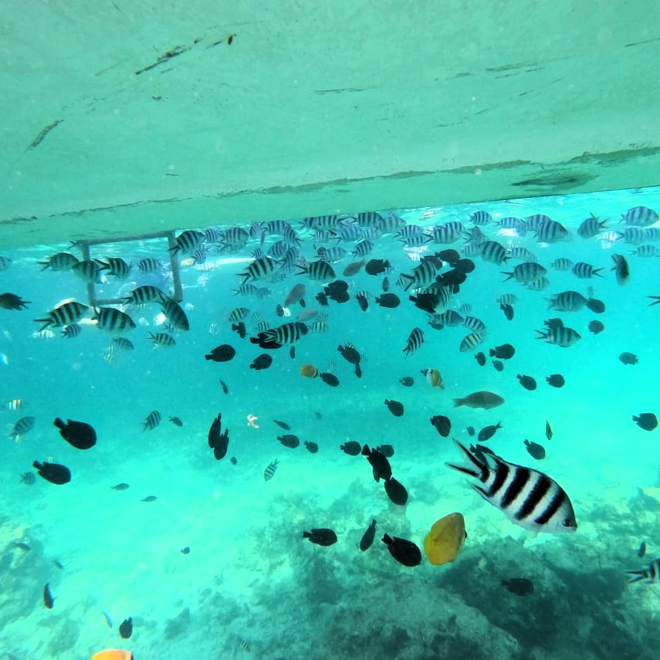 Crystal clear waters Mnemba Island snorkeling