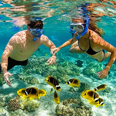 Sea turtle swimming at Mnemba Island coral reef