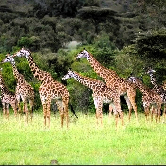 Ngorongoro Crater landscape with wildlife