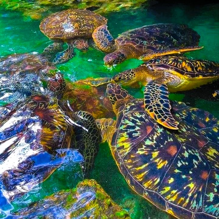 Swimming with green sea turtles at Nungwi Aquarium