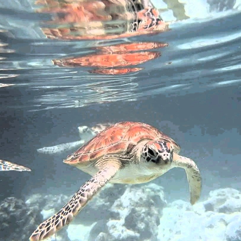 Crystal clear waters with sea turtles