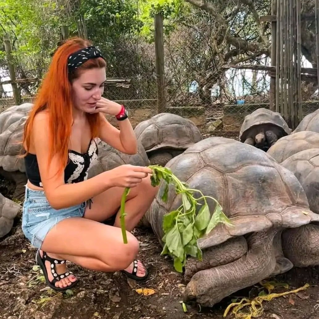Prison Island tour view - Giant tortoise