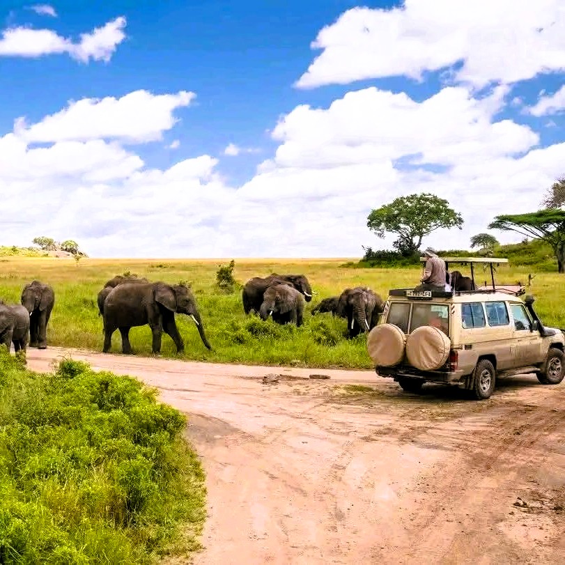 Safari vehicle driving through Selous National Park wilderness