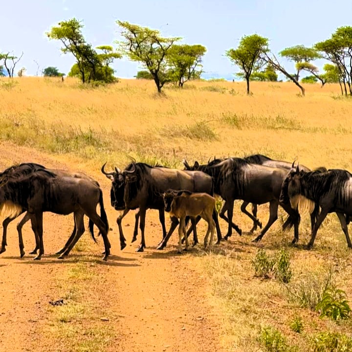 Serengeti plains with wildlife at sunrise