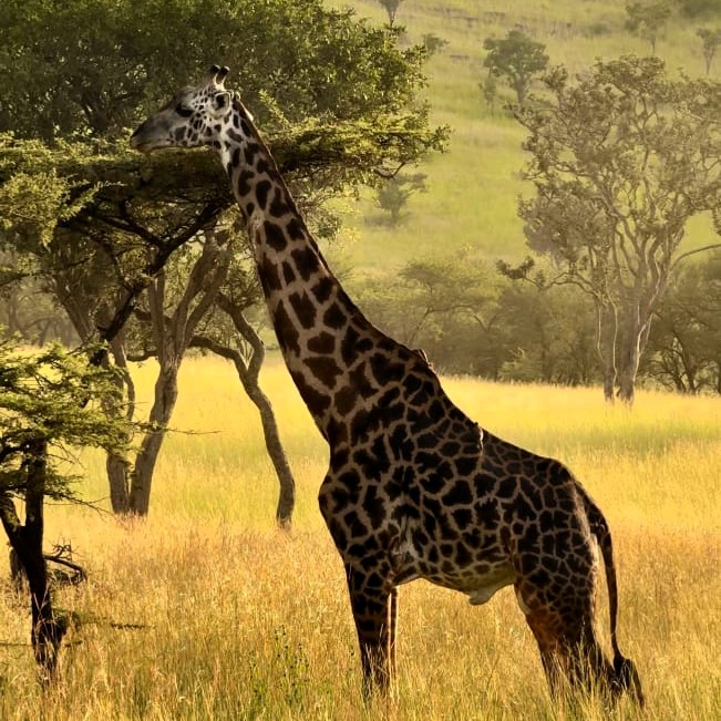 Herd of wildebeest on the Serengeti plains
