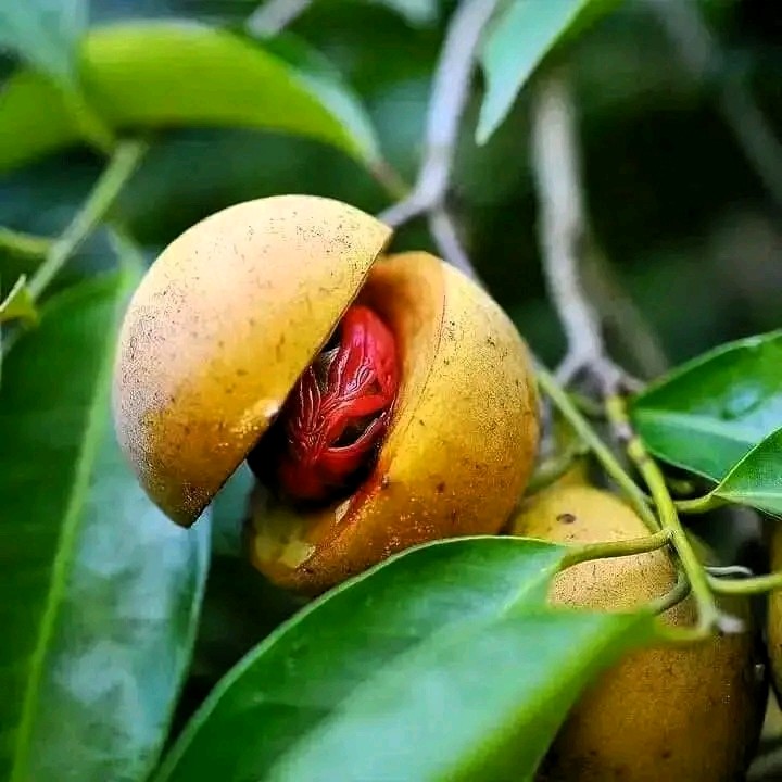 Spice Farm Tour - Fresh tropical fruits from the farm