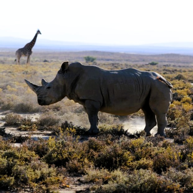 Selous National Park Day Trip