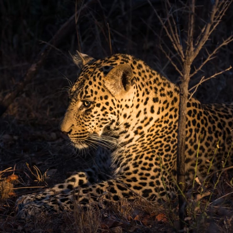 Tarangire and Manyara 4 Days Safari