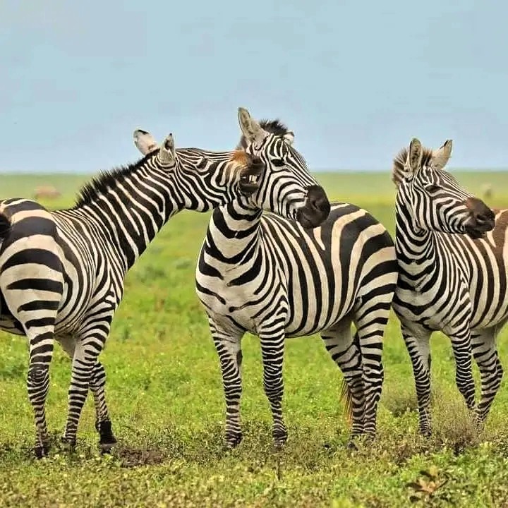 Tarangire and Ngorongoro 2 Days Safari