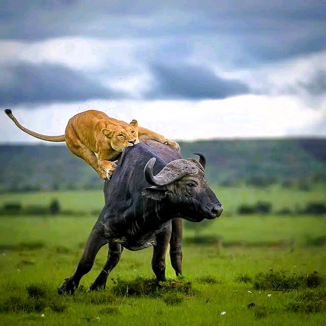 Tarangire Ngorongoro Serengeti 5 Days Safari