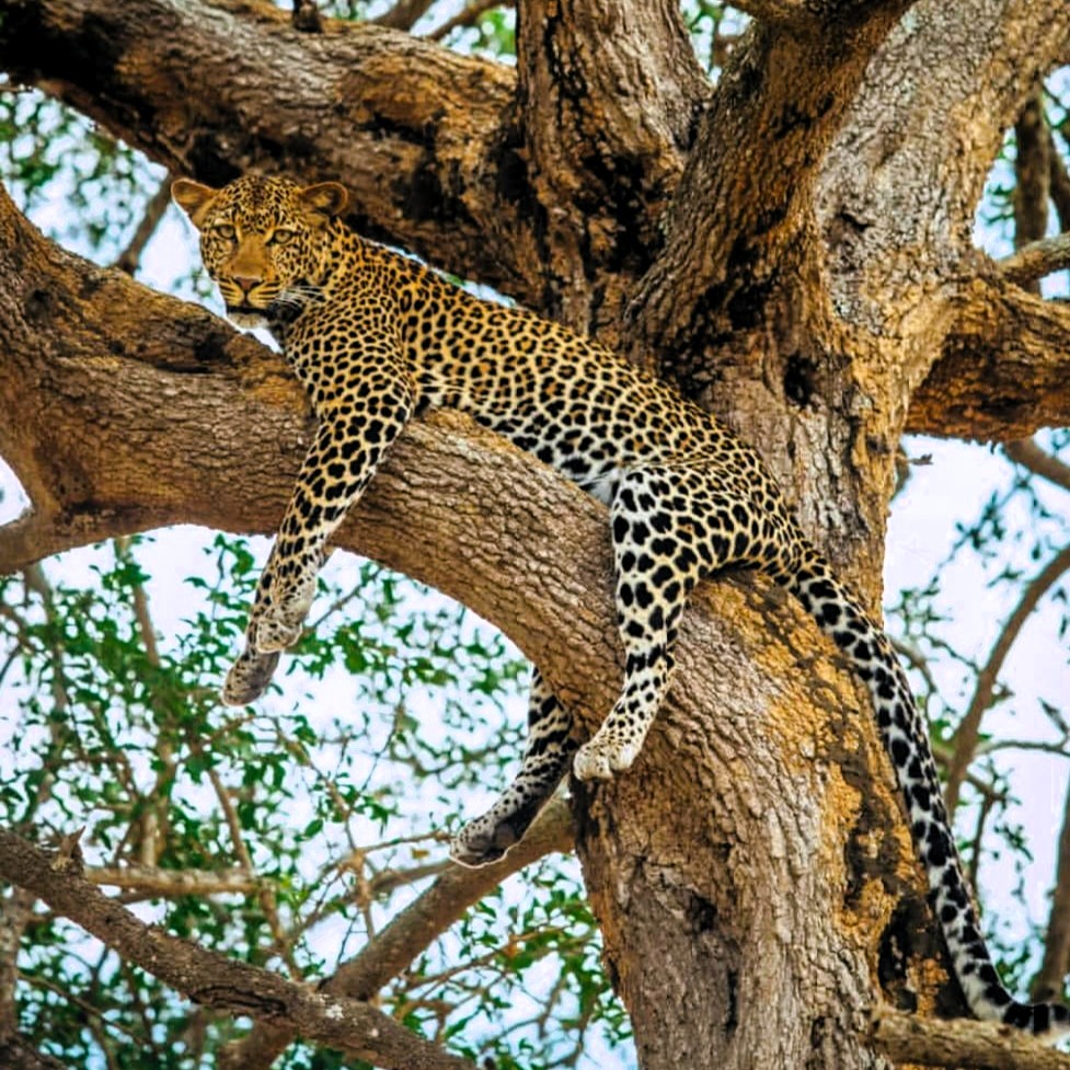 Elephants and baobab trees in Tarangire National Park safari