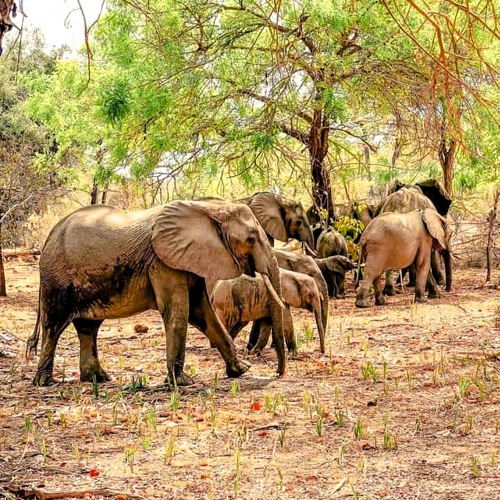 Zebra herd grazing in the Ngorongoro Crater