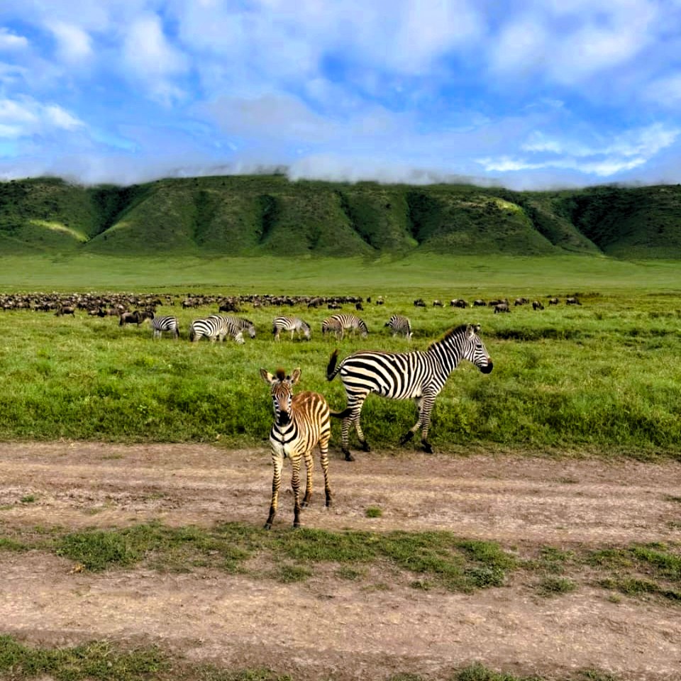 Safari lodge accommodation for 3-day Tarangire and Ngorongoro tour