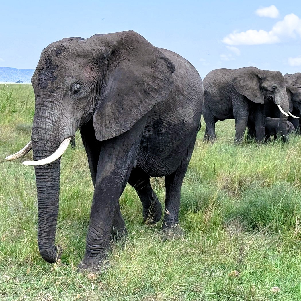 Ngorongoro Crater scenic landscape with wildlife