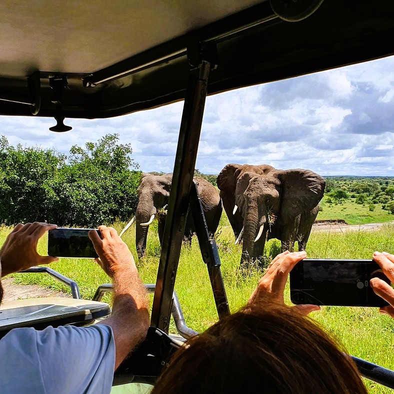 Serengeti plains wildlife viewing during 5-day safari adventure
