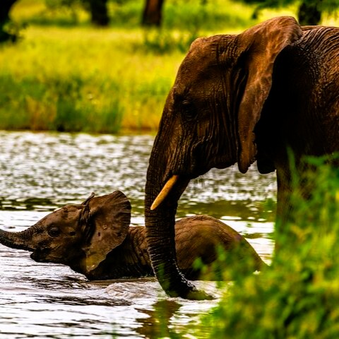 Tarangire National Park safari landscape with elephant herds and baobab trees